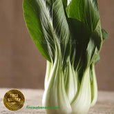 Bock Choi orgánico (1 pza)